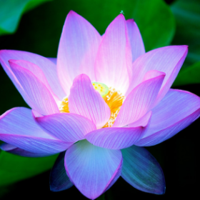 lotus with purple tint
